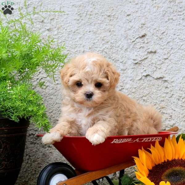 Kayla, Maltipoo Puppy