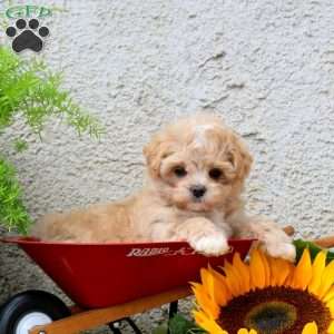 Kayla, Maltipoo Puppy