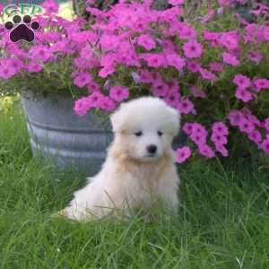 Kayla, Samoyed Puppy