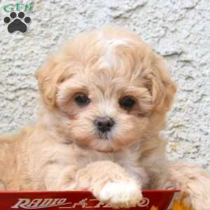 Kayla, Maltipoo Puppy