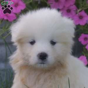Kayla, Samoyed Puppy