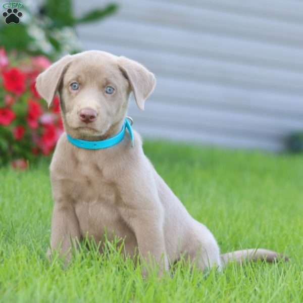 Kayla, Silver Labrador Retriever Puppy