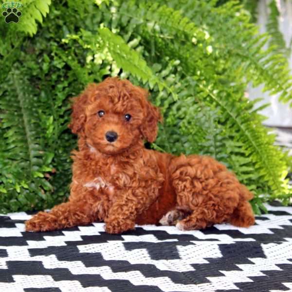 Kayla, Miniature Poodle Puppy