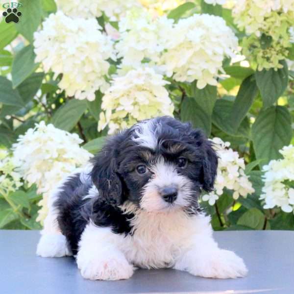 Kaylee, Cavachon Puppy