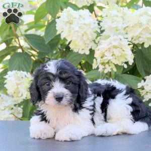 Kaylee, Cavachon Puppy
