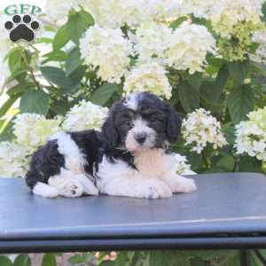 Kaylee, Cavachon Puppy