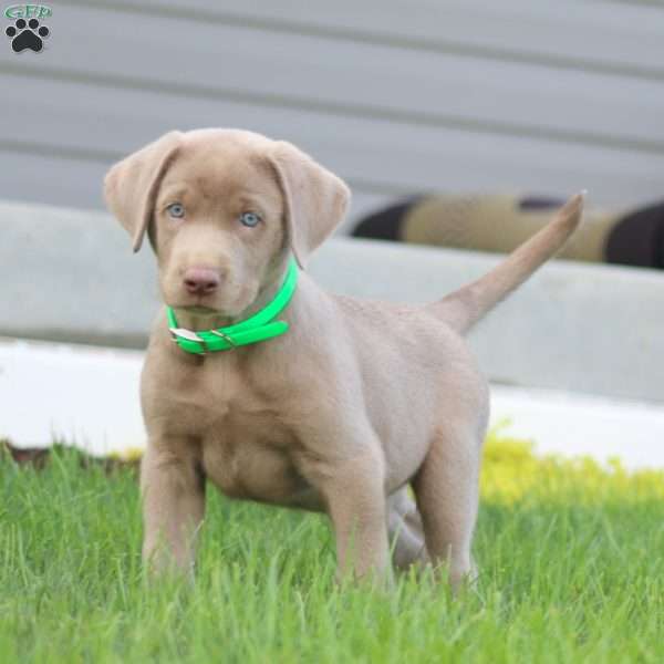 Kayson, Silver Labrador Retriever Puppy
