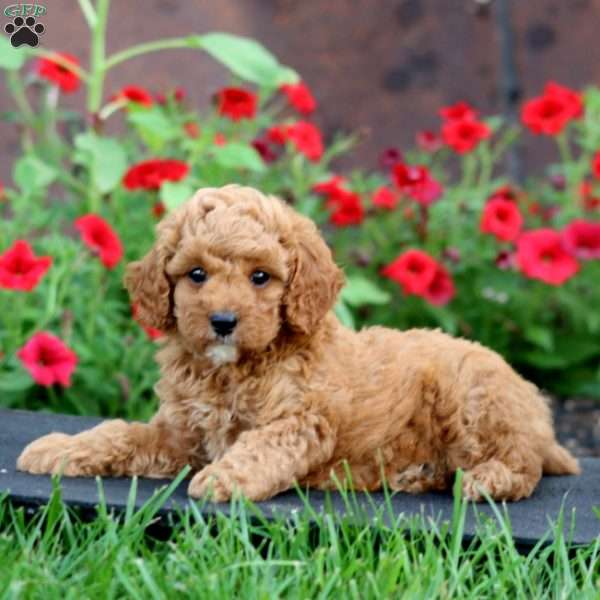 Kayson, Cavapoo Puppy