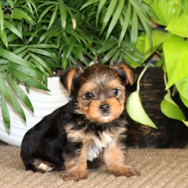 Kayson, Yorkie Puppy