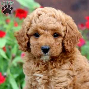 Kayson, Cavapoo Puppy