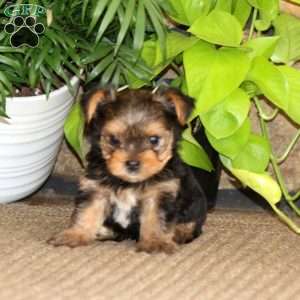 Kayson, Yorkie Puppy