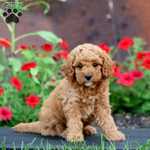 Kayson, Cavapoo Puppy