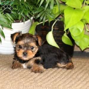 Kayson, Yorkie Puppy