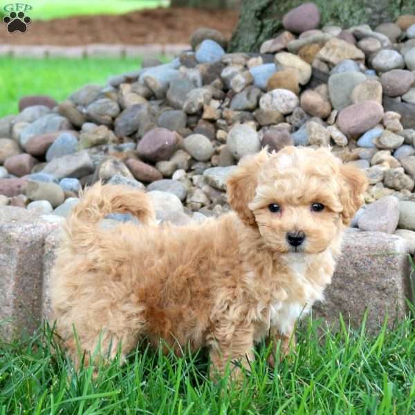 Keith, Bich-Poo Puppy