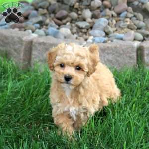 Keith, Bich-Poo Puppy