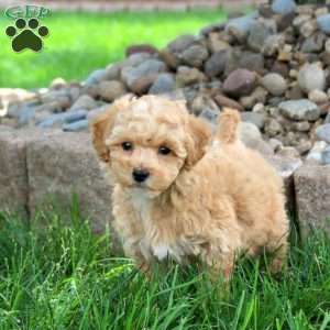 Keith, Bich-Poo Puppy