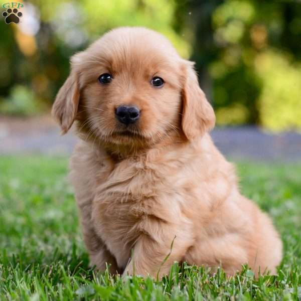 Keke, Golden Retriever Puppy