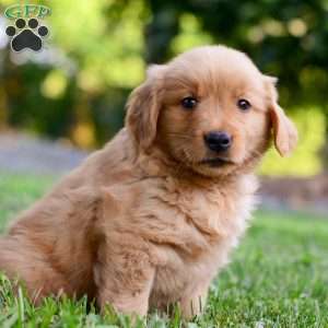 Keke, Golden Retriever Puppy