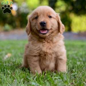 Keke, Golden Retriever Puppy