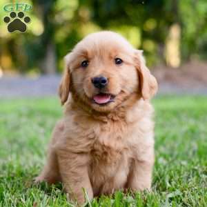 Keke, Golden Retriever Puppy