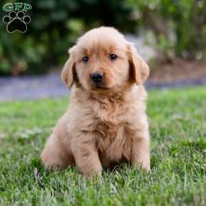 Keke, Golden Retriever Puppy