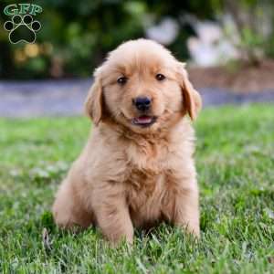 Keke, Golden Retriever Puppy