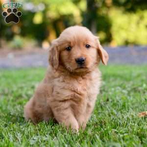Keke, Golden Retriever Puppy