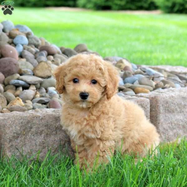 Kelly, Bich-Poo Puppy