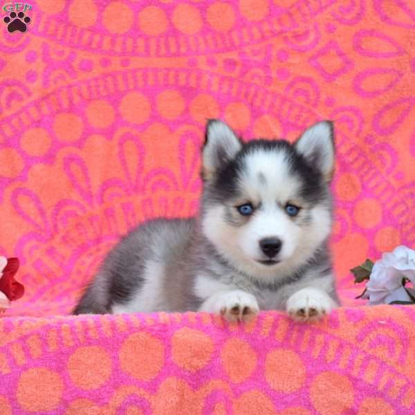 Kelly, Pomsky Puppy