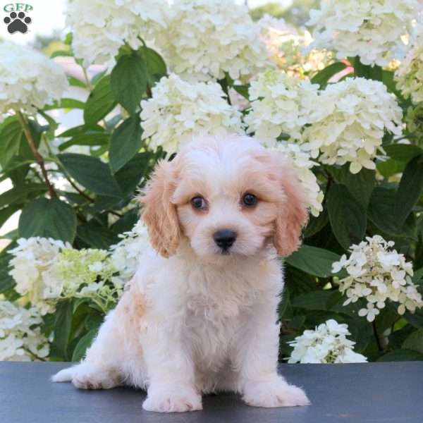 Kelly, Cavachon Puppy