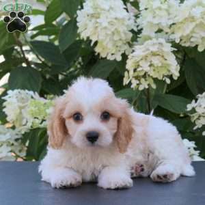 Kelly, Cavachon Puppy