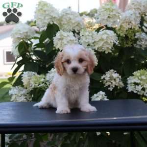 Kelly, Cavachon Puppy