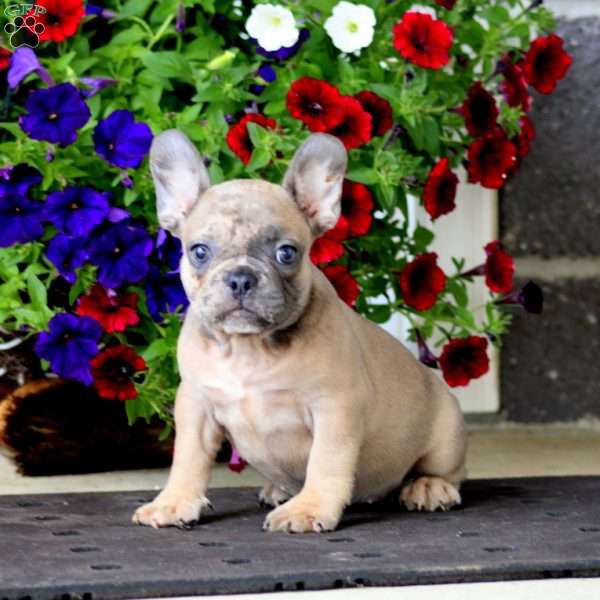 Kelsey, French Bulldog Puppy