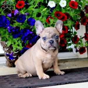 Kelsey, French Bulldog Puppy