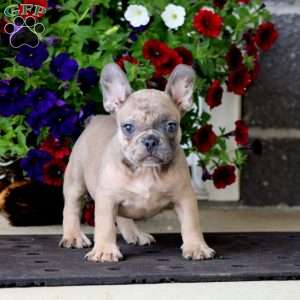 Kelsey, French Bulldog Puppy
