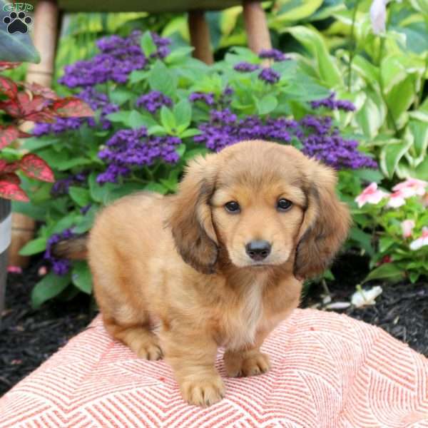 Kemsi, Dachshund Puppy