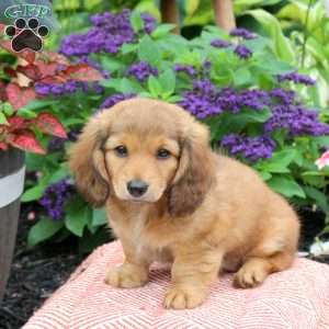 Kemsi, Dachshund Puppy