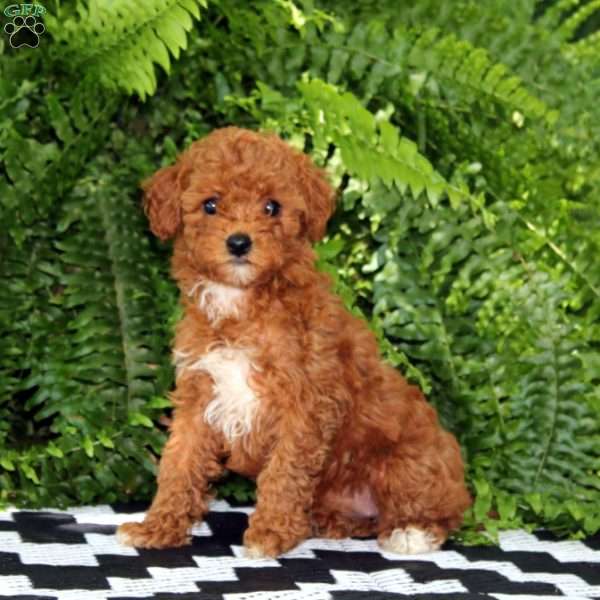Kendi, Miniature Poodle Puppy