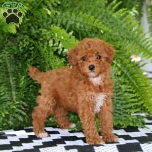 Kendi, Miniature Poodle Puppy