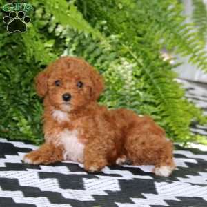 Kendi, Miniature Poodle Puppy