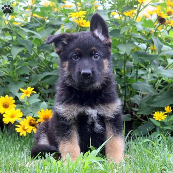 Kenny, German Shepherd Puppy