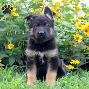 Kenny, German Shepherd Puppy