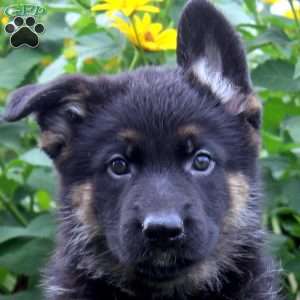 Kenny, German Shepherd Puppy