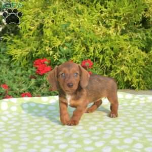 Kenzie – mini, Dachshund Puppy