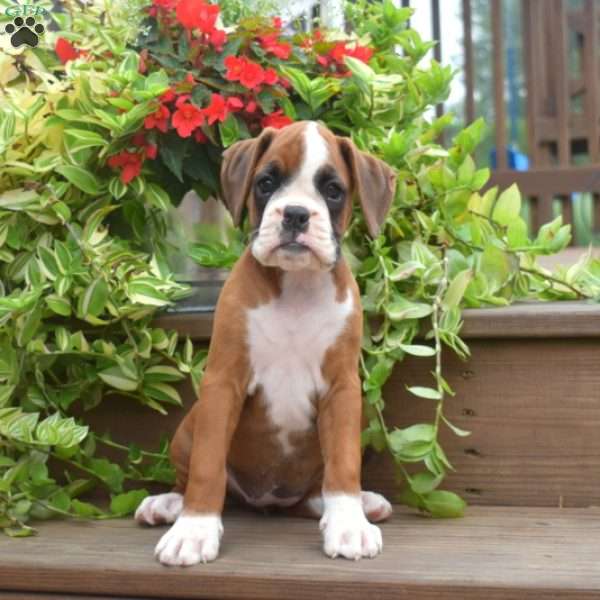 Kenzie, Boxer Puppy
