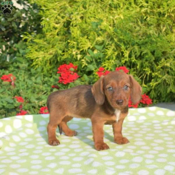 Kenzie – mini, Dachshund Puppy