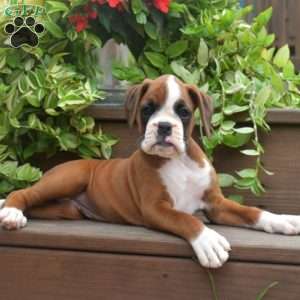Kenzie, Boxer Puppy