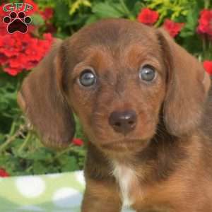 Kenzie – mini, Dachshund Puppy