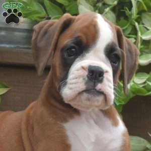 Kenzie, Boxer Puppy