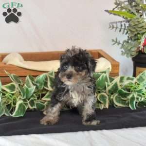 Kettle, Toy Poodle Puppy